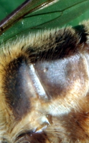 Stigmen-Öffnung der Honigbiene